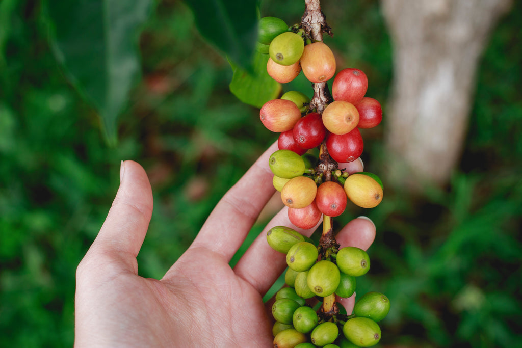 Koffieproductie: van zaadje tot kopje koffie (deel 1)